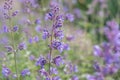 Catmint, Nepeta x faassenii Walkers Low, soft lavender-blue flowers Royalty Free Stock Photo